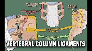 VERTEBRAL COLUMN ANATOMY 22  Ligaments and the Spinal Cord [upl. by Ecydnarb]