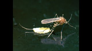 How do mosquitoes reproduce  Just Earth [upl. by Yerot]