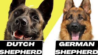 Dutch Shepherd Vs German Shepherd [upl. by Devaj]