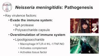 1 Microbiology of Neisseria [upl. by Ramses]