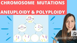 CHROMOSOME mutations  A level biology Nondisjunction in meiosis Aneuploidy amp polyploidy [upl. by Fleck]