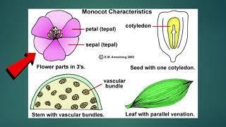 Science  Grade 6 Monocotyledons and Dicotyledons [upl. by Noak]