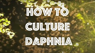 How To Culture Daphnia Magna [upl. by Haelak568]