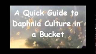 How to culture daphnia outside [upl. by Mecke]