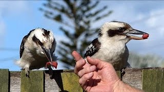 Australian Kookaburra Friendly [upl. by Aihsele]