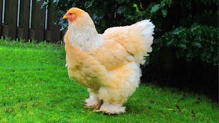 Chicken Clucking And Other Chickens Sound and Noises 🐔 VIDEOS [upl. by Laks]