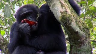 Chimpanzee Cannibalism  Planet Earth  BBC Earth [upl. by Tiphany]