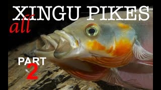 Pike cichlids Crenicichla habitat guide Xingu pikes in nature and the aquarium Part 2 [upl. by Nisbet]