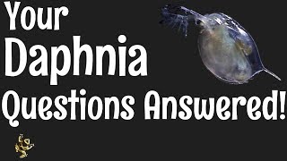 Daphnia Questions Answered [upl. by Sven]