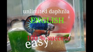 daphnia moina culture Easy way Unlimited production English  with sub Green water Chlorella [upl. by Ahsiruam761]