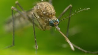 Mosquito Life Cycle  UHD 4K [upl. by Enyawal709]