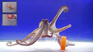 Octopus Intelligence Experiment Takes an Unexpected Turn [upl. by Eilime97]