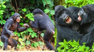 Chimpanzees Fight Over Whos In Charge  Feeding Chimpanzee  Chimpanzee Behaving Like Humans [upl. by Ogu]