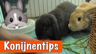 10 tips over KONIJNEN🐰  DierenpraatTV [upl. by Galateah967]