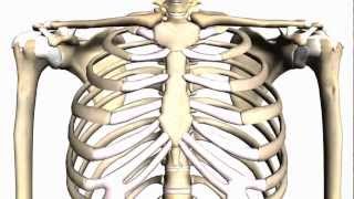 General Skeleton Basic Tutorial  Anatomy Tutorial [upl. by Roberson897]