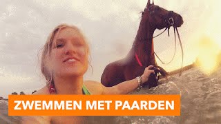 Zwemmen met paarden  PaardenpraatTV [upl. by Sirenay]