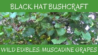 Muscadine Grapes Wild Edibles [upl. by Ettennod]