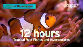 12 Hours Of Tropical Coral Reef Fishes At Monterey Bay Aquarium  Littoral Relaxocean [upl. by Atekihs]