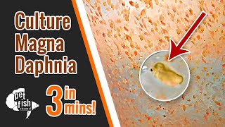 How to culture DAPHNIA MAGNA  The easy way [upl. by Vilhelmina250]