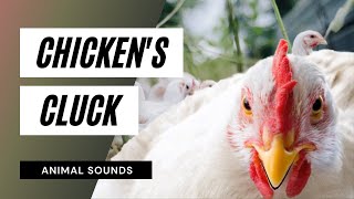 Chickens Cluck  chicken sounds  learn clucking sound effects of chickens and hens [upl. by Kilroy]