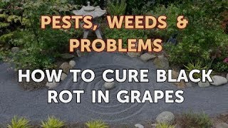 How to Cure Black Rot in Grapes [upl. by Esidnak363]