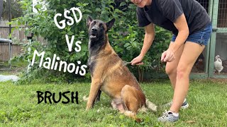 Brush Belgian Malinois Vs German Shepherd [upl. by Tterab784]