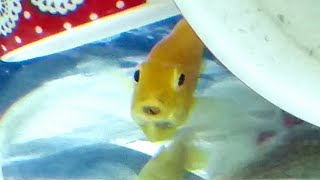 How to tell if electric yellow cichlid holding eggs  breeding mbuna yellow lab cichlids [upl. by Katerina]