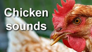 Chicken Sounds Sound of Chickens On The Farm HD Video  HQ Audio [upl. by Theda]