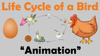 BIRD LIFE CYCLE  Animation [upl. by Siroved]