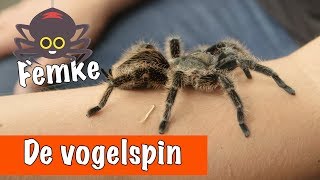 De vogelspin krulhaar🕷  DierenpraatTV [upl. by Mariande]