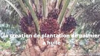 La création dune plantation de palmier de A a Z [upl. by Straub]