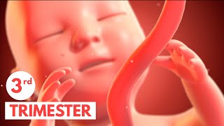 Third Trimester  3D Animated Pregnancy Guide [upl. by Naoma]