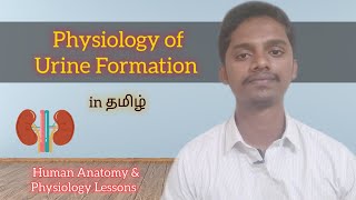 33 Physiology of Urine Formation in Tamil [upl. by Ahtera937]