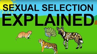 Sexual Selection Explained Evolution 101 [upl. by Elohc294]