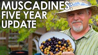 Muscadine Grapes 5 Year Update  Black Gumbo [upl. by Curt]