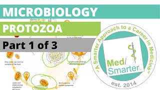 Protozoa  Microbiology  USMLE STEP 1  Part 1 of 3 [upl. by Esaertal]