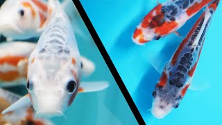 Shusui Koi fish variety guide KOI GUIDE [upl. by Valentina]