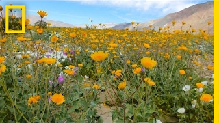 This Is a Desert Notice Something Strange  National Geographic [upl. by Ongun362]