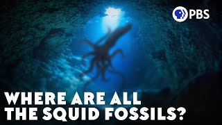 Where Are All The Squid Fossils [upl. by Lajes]