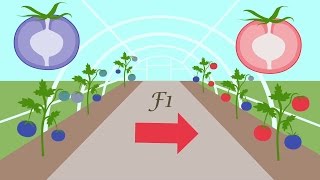 An Introduction To Plant Breeding [upl. by Yrennalf]