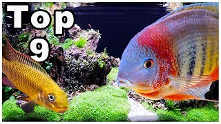 Top 9 Best Cichlids for Community Tanks [upl. by Anned826]