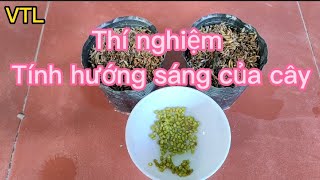 Thí Nghiệm Chứng Minh Tính Hướng Sáng Của Cây [upl. by Ecidnacal]