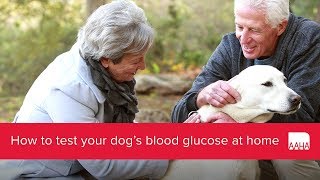 How to test your dogs blood glucose at home [upl. by Garnette]