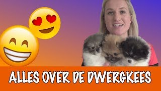 IK WIL EEN DWERGKEES  DierenpraatTV [upl. by Terrance]