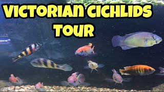 Victorian Cichlids Fish Room Tour [upl. by Westleigh]