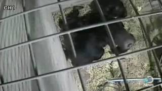 Chimps Face Death Like Humans Do [upl. by Blight]