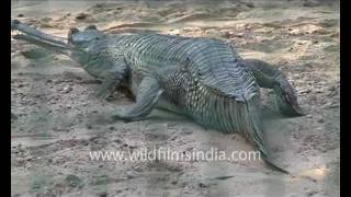 Gharial Gavialis gangeticus [upl. by Manlove]