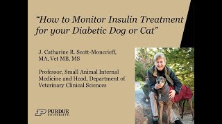 How to Monitor Insulin Treatment for your Diabetic Dog or Cat [upl. by Sheaff]