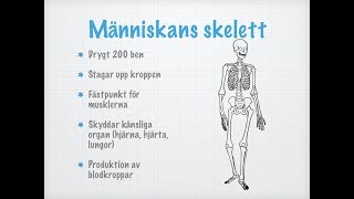 Skelett och leder [upl. by Hengel]