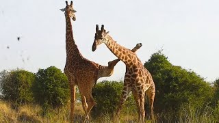 Funniest Giraffes Fighting Ever [upl. by Ecirtac]